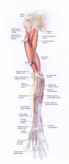 Nerve Connections